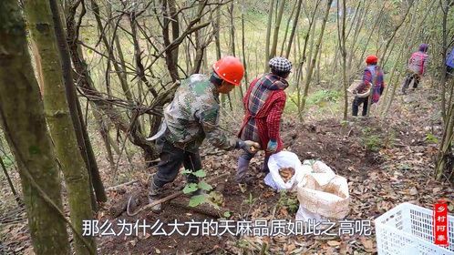 阿泰带你了解贵州天麻之乡，明代就用天麻进贡皇室，至今600多年