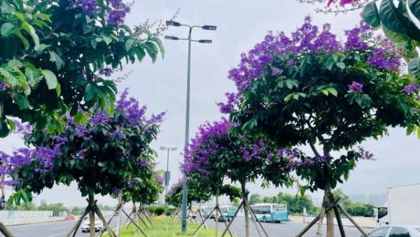 珠海市花——白花蕙兰，象征着自由和繁荣（探秘珠海市花的美丽与意义）