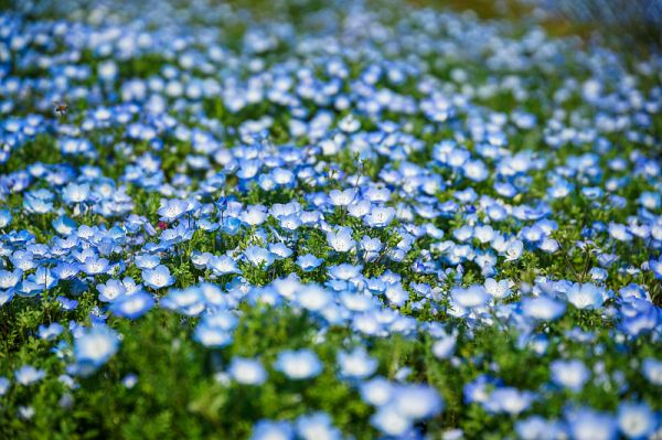 Nemophila花字段。完全开花的毒虫特写。