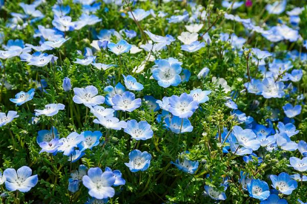 Nemophila花字段。完全开花的毒虫特写。