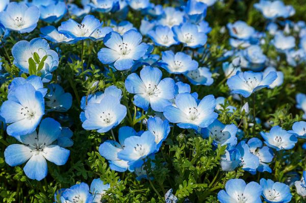 Nemophila花字段。完全开花的毒虫特写。