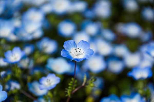 Nemophila花字段。完全开花的毒虫特写。