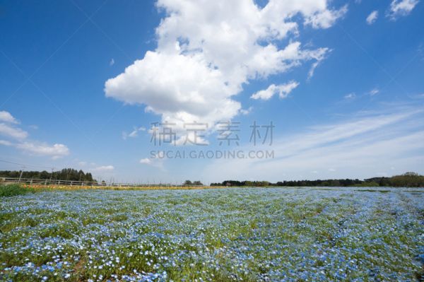 喜林草,田地,天空,美,水平画幅,山,无人,五月,草坪,户外