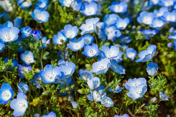 Nemophila花字段。完全开花的毒虫特写。