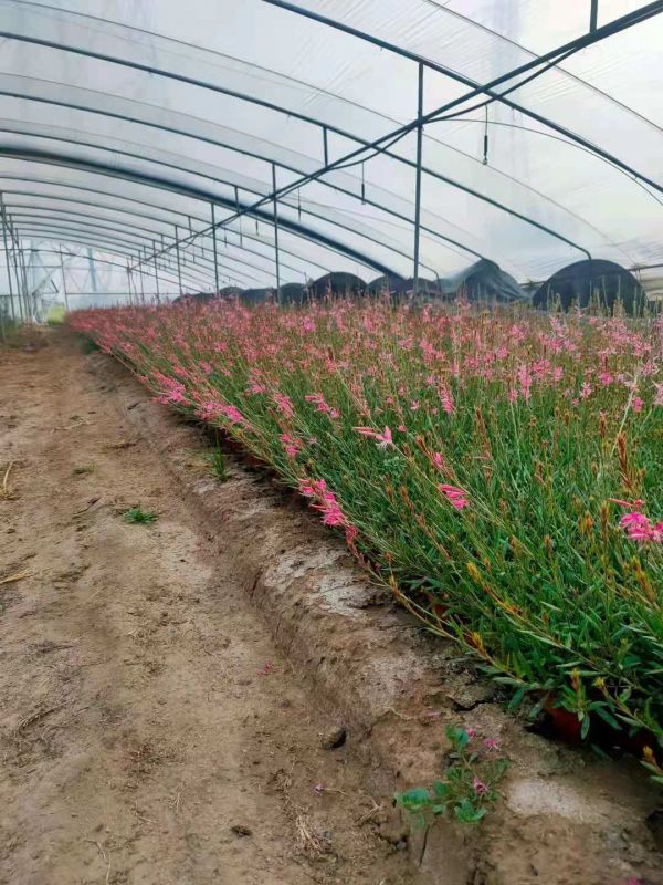 多年生千鸟花苗 营养杯苗山桃草 玉蝶花绿化苗