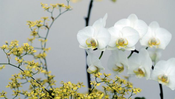 摄图网_501172676_banner_白色蝴蝶兰（企业商用）.jpg