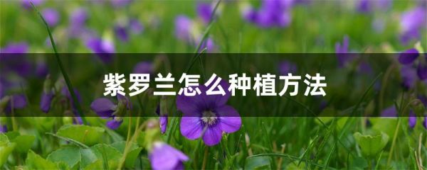 紫罗兰怎么种植方法