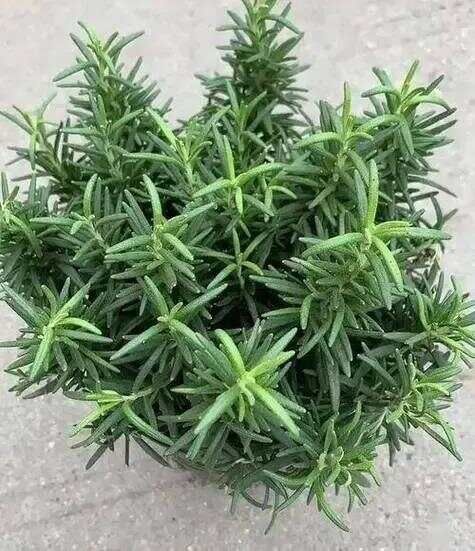 十大公认最香的花，你是否已经陶醉在它们独特的芬芳之中？