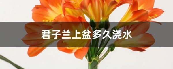 君子兰上盆多久浇水