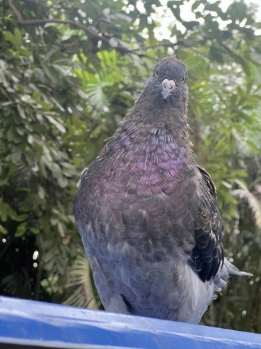 悠闲猫咪花园时光