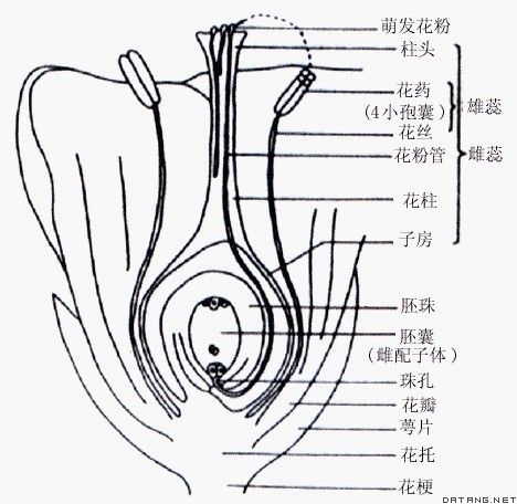 花的纵切面图解