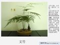 30种常见的室内植物名称和图片