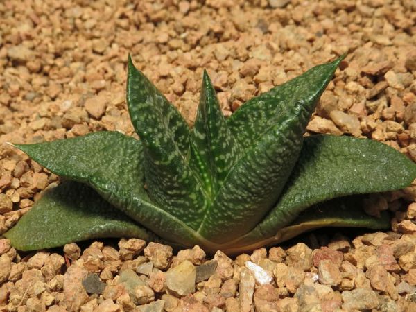 亮鲨鱼掌 Gasteria-nitida1