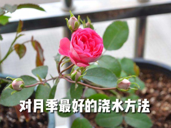 月季花几天浇一次水最好