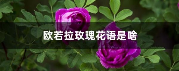 欧若拉玫瑰花语是啥