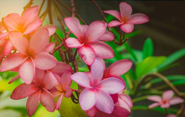 素馨花Plumeriaalba与绿色叶子在模糊的背景粉红色的花朵健康和水疗背景夏季水疗概念放松情绪热带花园中盛开图片