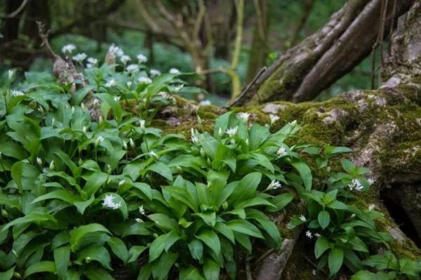 植物花卉：野葱花图片