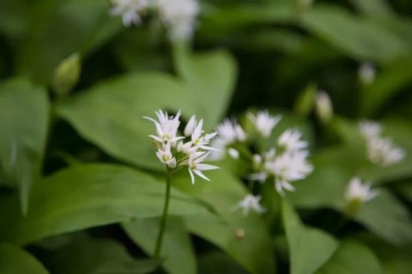 植物花卉：野葱花图片