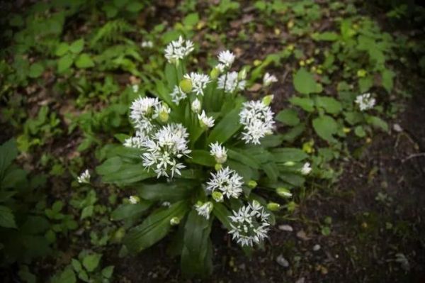 植物花卉：野葱花图片