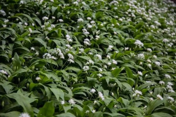 植物花卉：野葱花图片