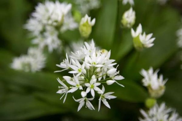 植物花卉：野葱花图片