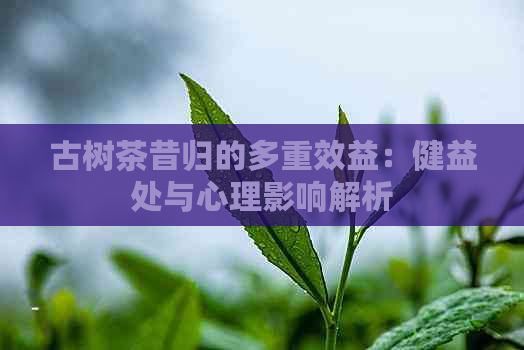 古树茶昔归的多重效益：健益处与心理影响解析