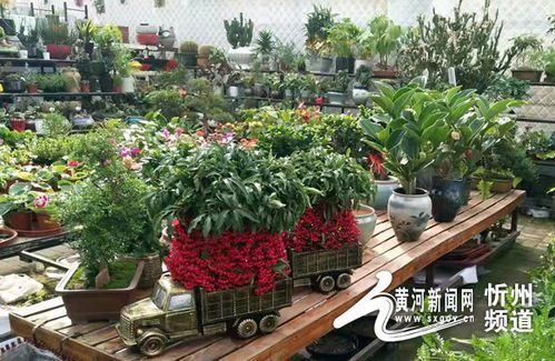 北京绿植花卉市场概览