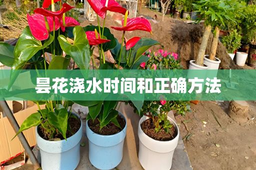 昙花浇水时间和正确方法