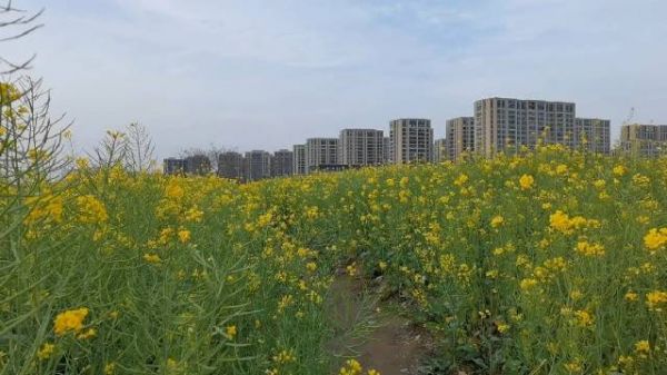 再不来，油菜花就谢了……