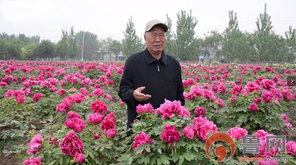 菏泽花乡牡丹园花开正当时，树状牡丹独芳菲