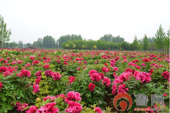 菏泽花乡牡丹园花开正当时，树状牡丹独芳菲