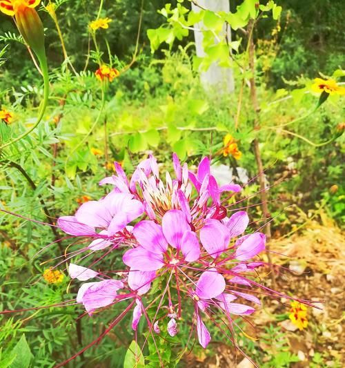 醉蝶花（花开如梦）