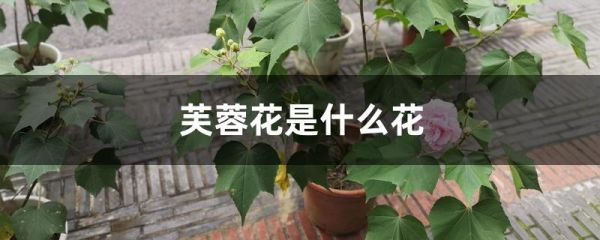 芙蓉花是什么花