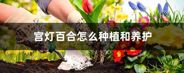 宫灯百合怎么种植和养护