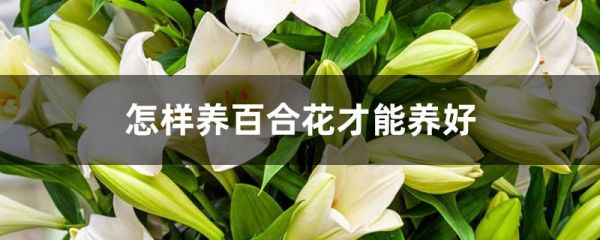 怎样养百合花才能养好