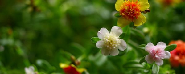 太阳花扦插枝条种植养护技巧