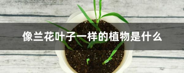 像兰花叶子一样的植物是什么