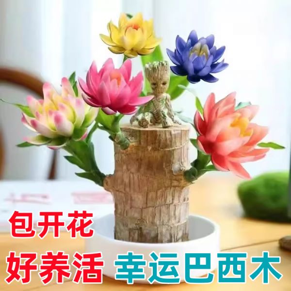 姒桀（SIJIE）巴西木幸运开花带芽巴坦木盆财神格鲁特盆栽客厅水培植物 七彩巴西木+莲花盆+格鲁特+营养 含盆