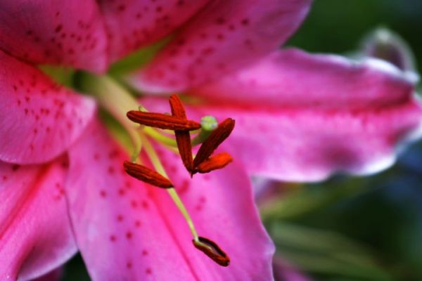 百合花--花蕊