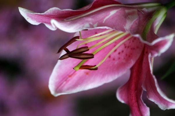 百合花--花蕊