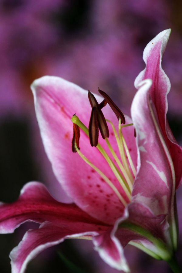 百合花--花蕊