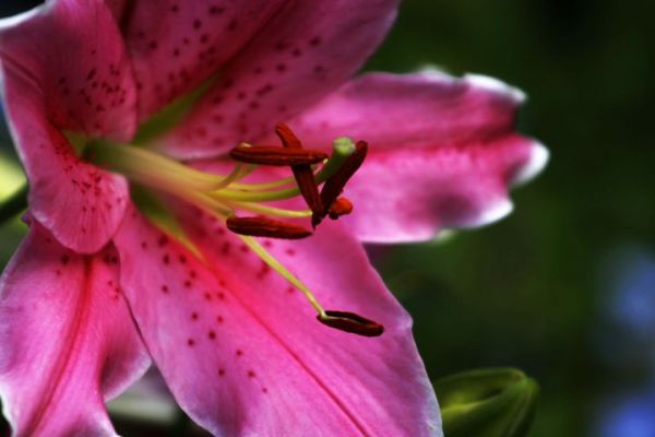 百合花--花蕊