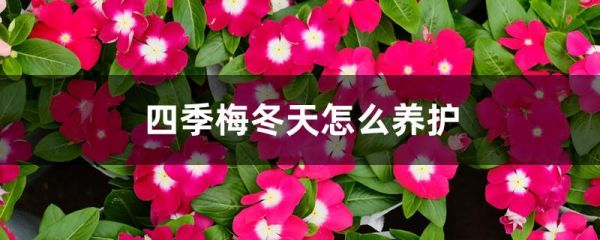 四季梅冬天怎么养护，冬天怎么施肥