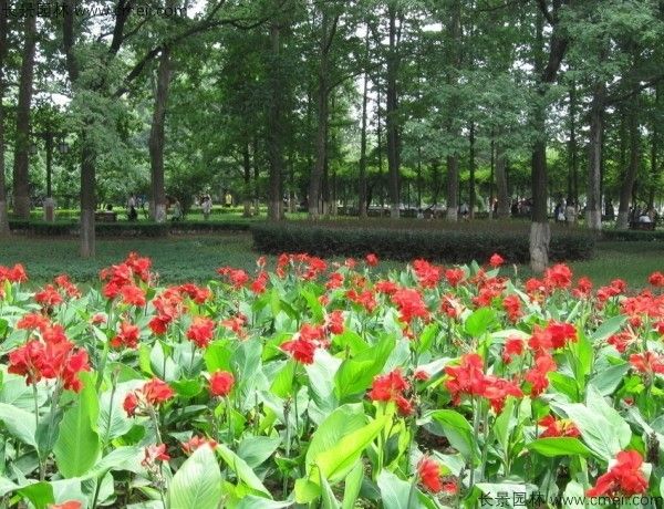 美人蕉种子发芽出苗开花图片