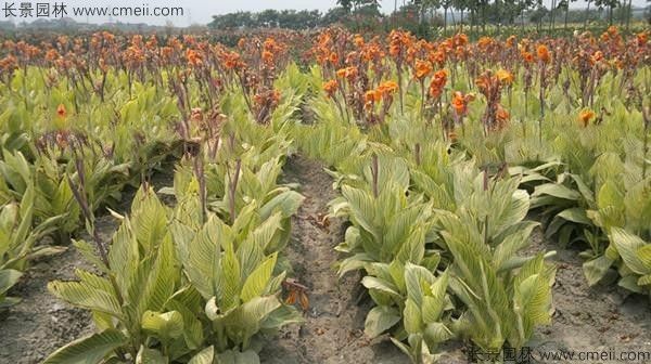 美人蕉种子发芽出苗开花图片