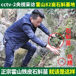 正宗霍山铁皮石斛苗3年20株室内绿植花卉盆栽吊兰花植物绿萝水培