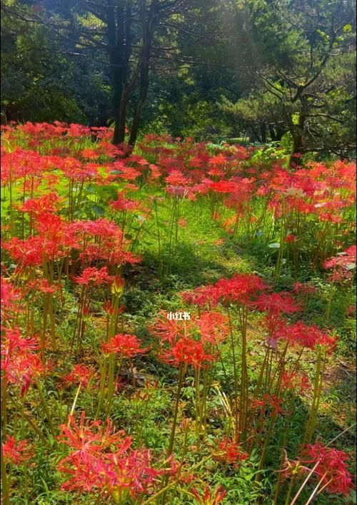 失望的花——浪漫花语背后的辛酸（失望与希望的交织）