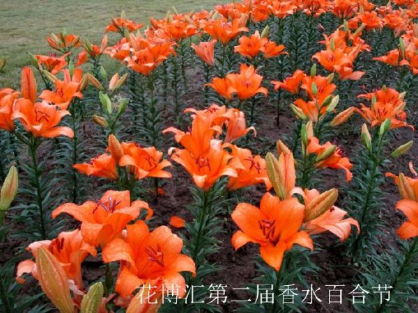 湖北游——武汉花博汇第二届香水百合节