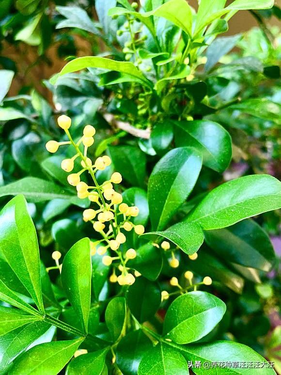 米兰枝叶稀疏，花香淡，做“对”这几点，枝繁叶茂，花香浓