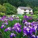 蓝花鸢尾兰花鸢尾价格兰花鸢尾种植基地